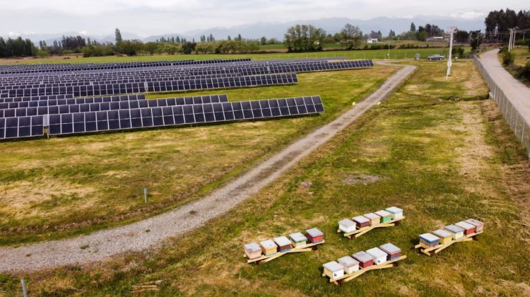 Colmenas fotovoltaicas en IM2: nueva tendencia de economía circular